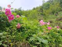 平利芍藥谷休閒消夏好去處