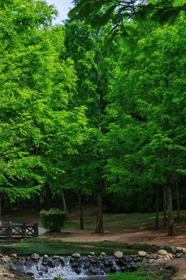 打卡白龜湖濕地公園