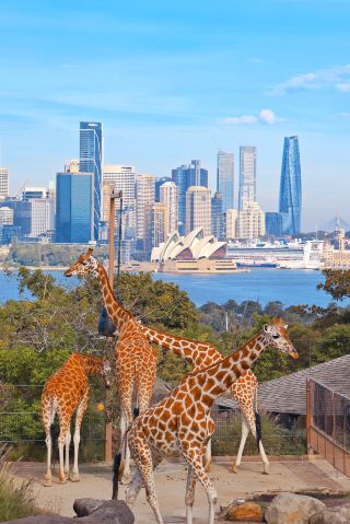 Move into Sydney's most beautiful zoo~