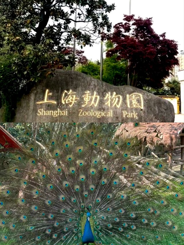 上海動物園親子遊必打卡