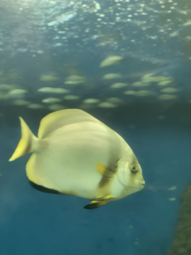 不可錯過的泰國·芭提雅·海底世界