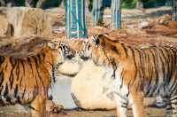 準考證別丟｜想來動物園高考門票福利來了
