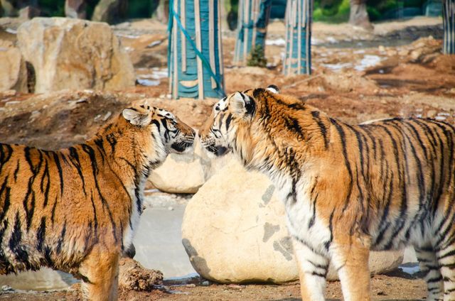 準考證別丟｜想來動物園高考門票福利來了