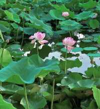 天津夏日賞荷好去處—天津水上公園。