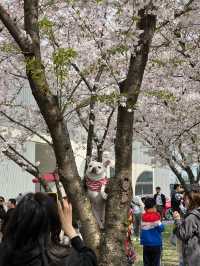 So Many Cherry Blossoms at Long Museum 🌸