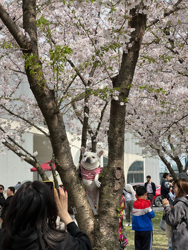 So Many Cherry Blossoms at Long Museum 🌸