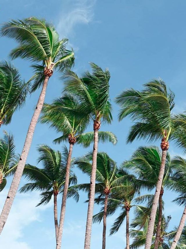 🌴 Boracay Bliss: Henann Palm Beach Resort 🏖️