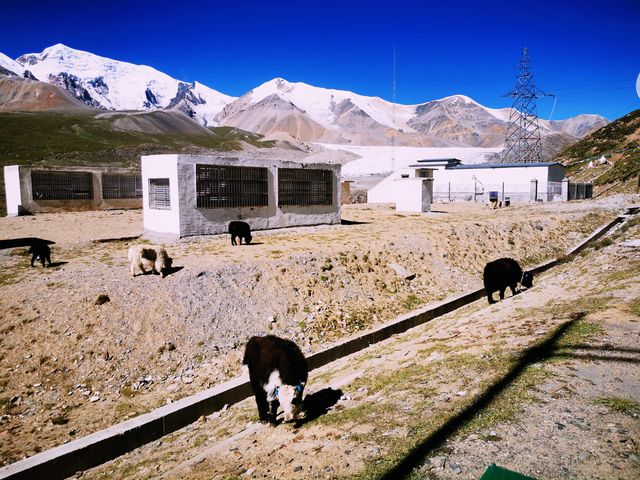 走近阿尼瑪卿雪山/青南川西甘南行（四）