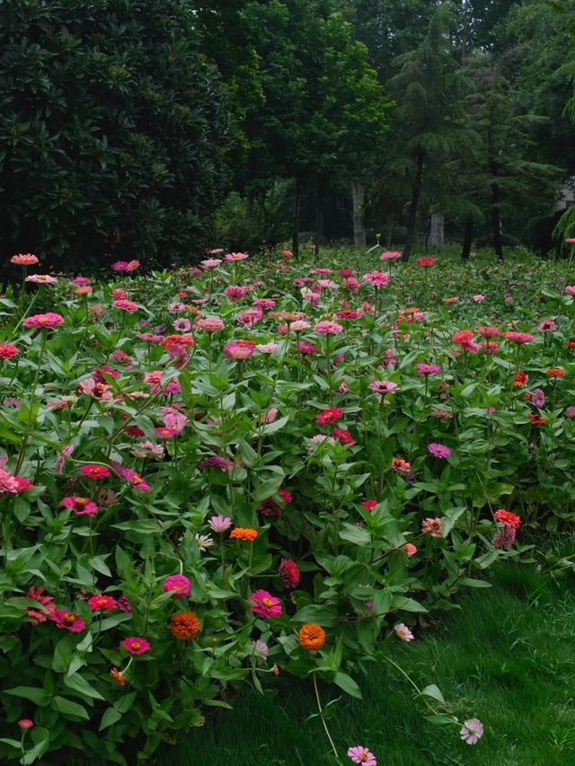 鄭州這個新開放的濕地公園簡直贏麻了。