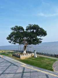 海寧鹽官旅遊度假區｜國慶去哪裡玩，錢塘江大潮會給出答案。