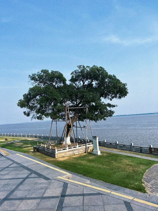 海寧鹽官旅遊度假區｜國慶去哪裡玩，錢塘江大潮會給出答案。
