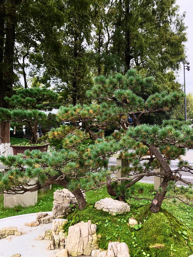 四川成都｜百花潭，走進花花的世界。