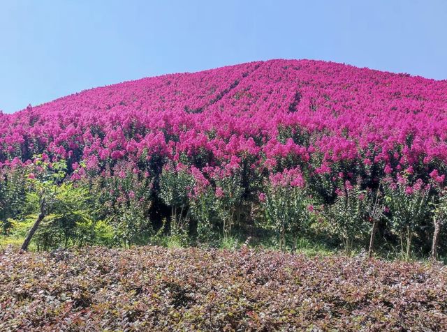湖南懷化水源山花海景區 | 沉浸漫步在花海芬芳的意境之中。