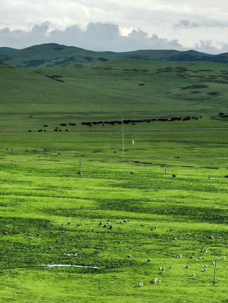 If you can't make it to Altay, why not visit Langdu Wetland Prairie instead?