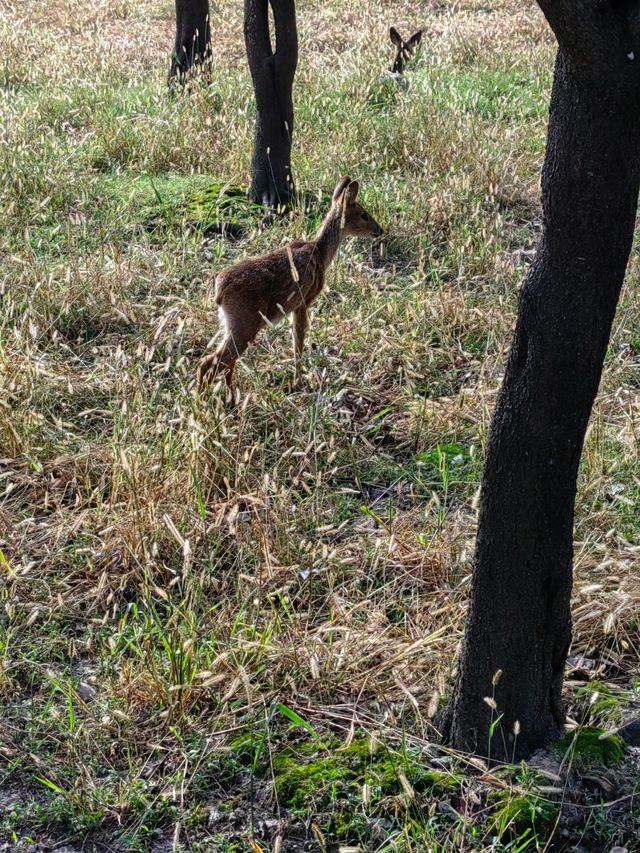 華夏公園。