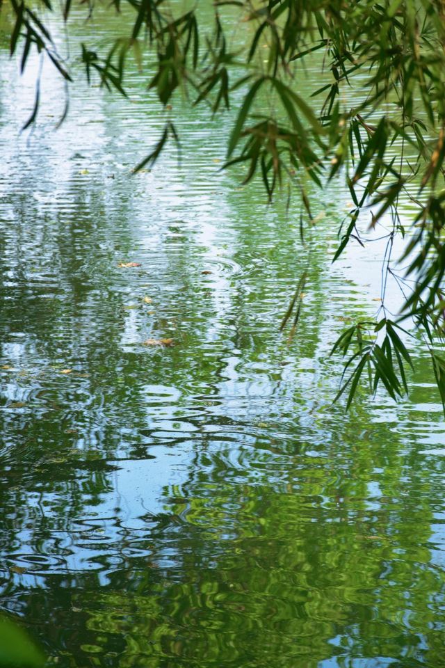 浙江杭州西溪濕地｜國家級濕地公園。