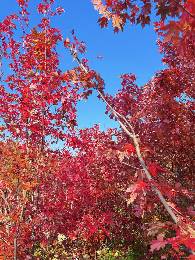 雁南公園：秋意濃，楓葉紅。
