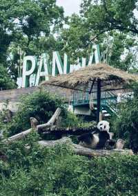 武漢動物園遊玩攻略。
