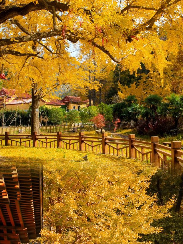 湖北隨州大洪山景區 | 秋日親子遊好去處。