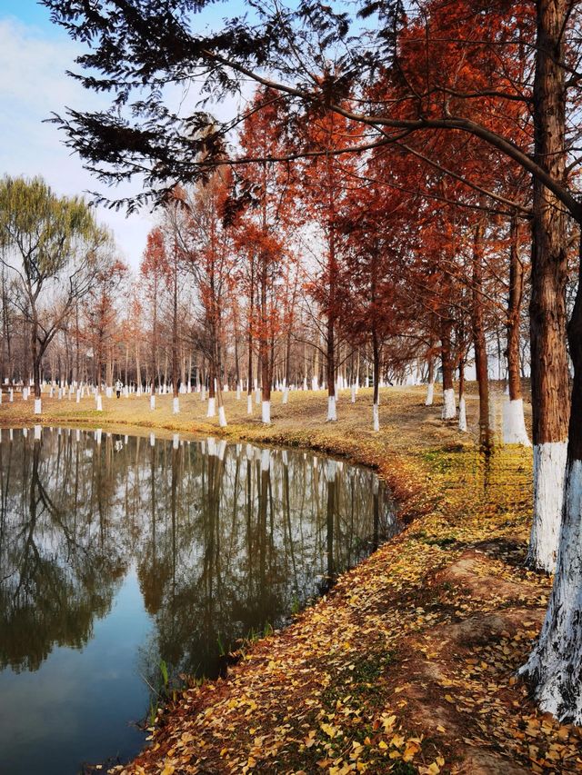 浐灞濕地公園|景美景奇生態佳之地。 浐灞濕地公園|景美景奇生態佳之地。