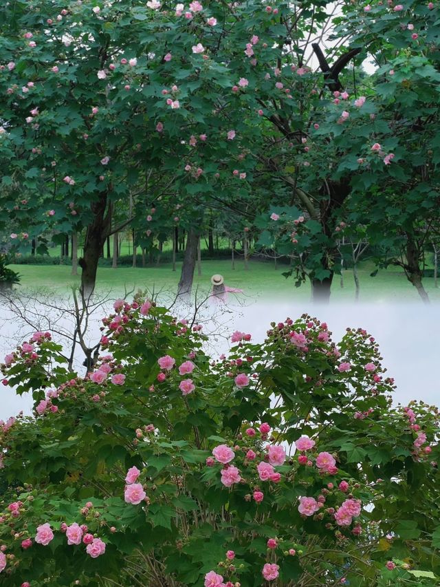 芙蓉城裡觀芙蓉。