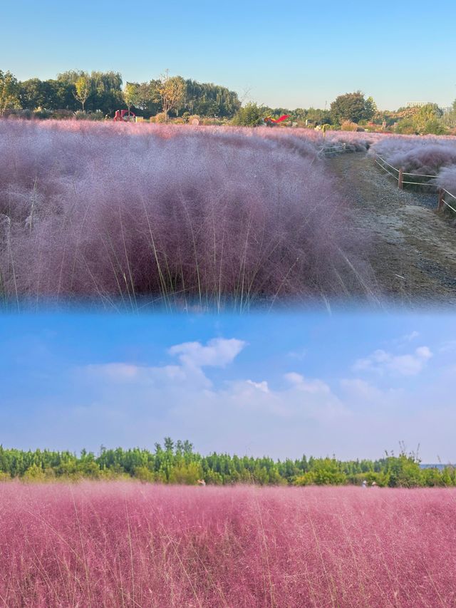 這就是今年看到的最美粉黛草——鄭州北龍湖公園。