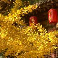 這個秋天被晉祠的銀杏美得令人驚嘆。