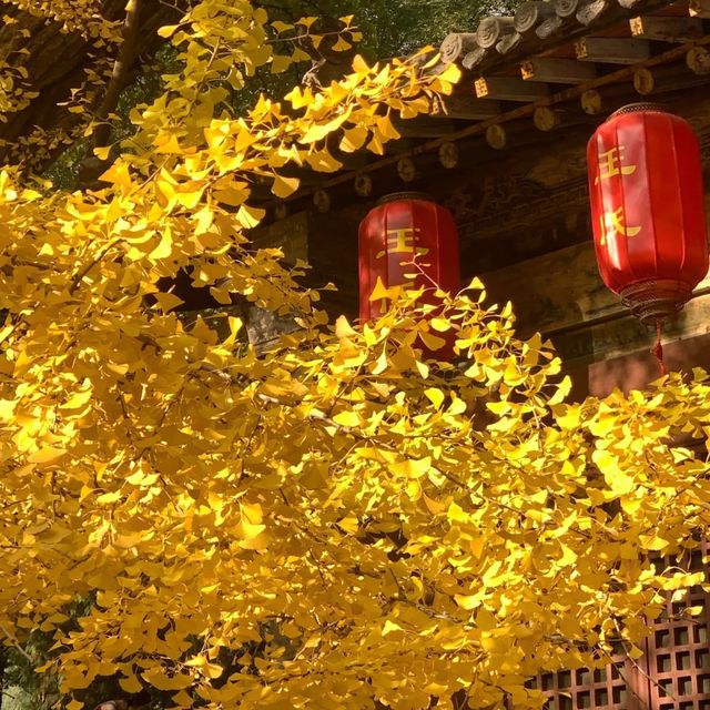 這個秋天被晉祠的銀杏美得令人驚嘆。