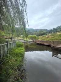 深圳探園|寶安簕杜鹃谷公園花海等你來。