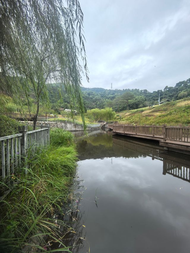 深圳探園|寶安簕杜鹃谷公園花海等你來。 深圳探園|寶安簕杜鹃谷公園花海等你來。