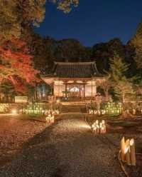 Explore Kyoto's Nighttime Autumn Foliage in 2023