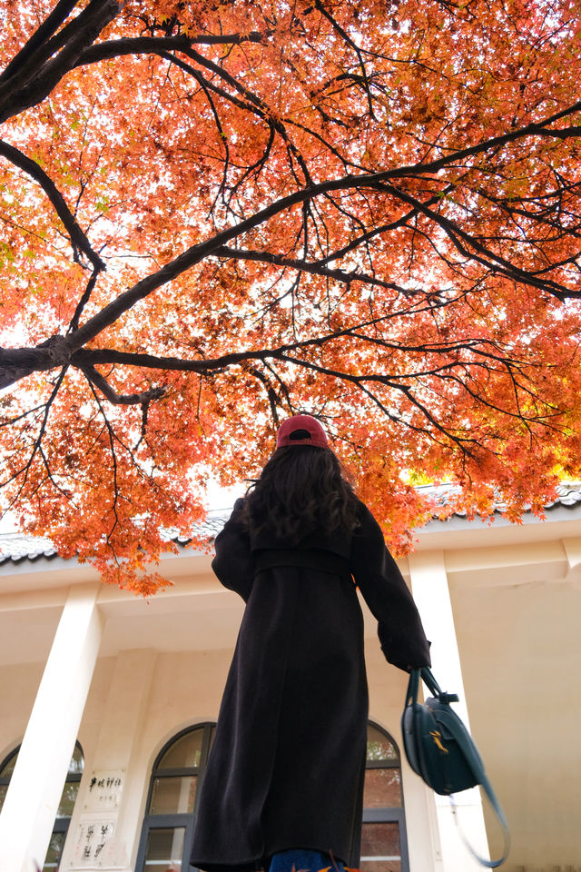 西安賞秋|火爆朋友圈的紅楓「電影樹」。 西安賞秋|火爆朋友圈的紅楓「電影樹」。