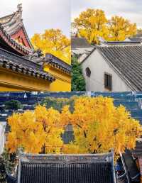 12月一定要來蘇州定慧寺，不然真的後悔。