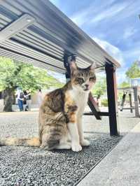 Nagoya Inuyama Castle Half-Day Tour on Day 6