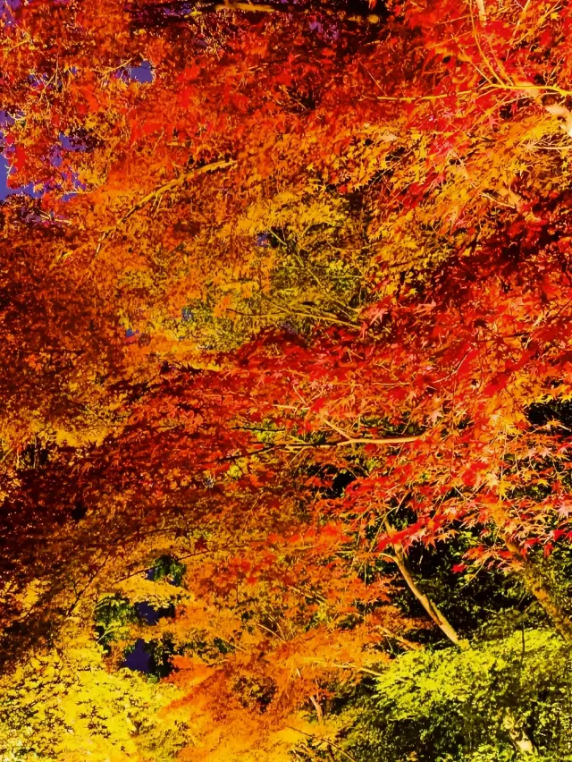 Kyoto | Kodaiji Temple • Red Leaf Season. 