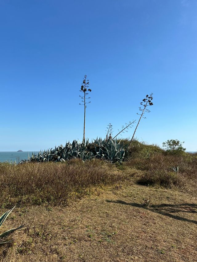呢個真係分唔清外嶼同濟州島。