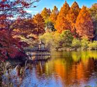 Discover the Charm of Saitama's Little Nordic