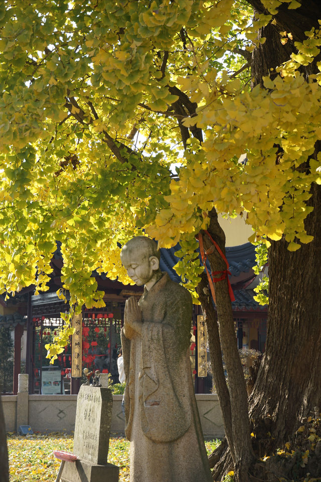 上海已進入最佳觀賞期｜報國寺古銀杏