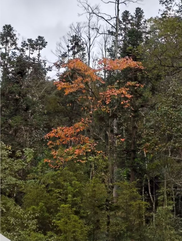 成都附近溫泉/青城山私人溫泉車程1.5小時