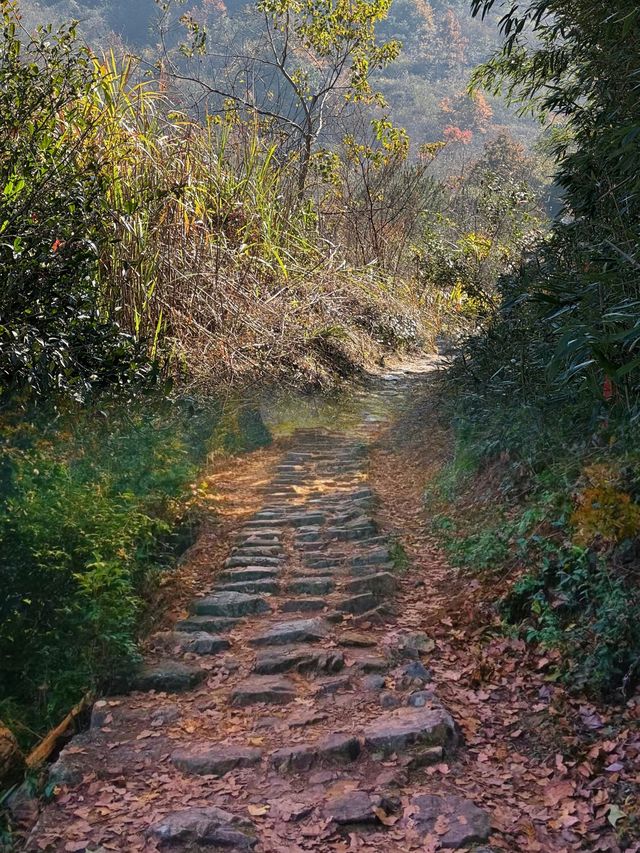 千年楓香路，實在太美了，再不去就晚了