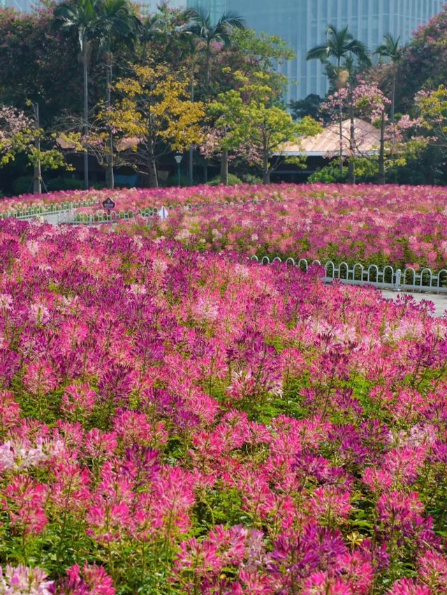 二沙島醉蝶花盛開了