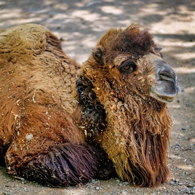 遼陽動物園：歡樂的動物家園