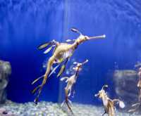 亞特蘭大喬治亞水族館｜親子遊的絕佳選擇