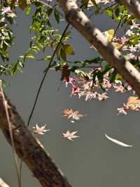今年來晚了 紅園 可你還是那麼美