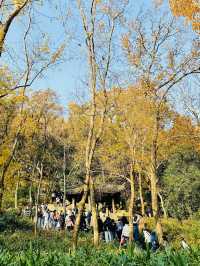 天平山森林步道