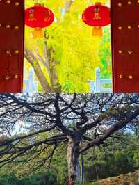 天然氧吧，泰山後山玉泉寺