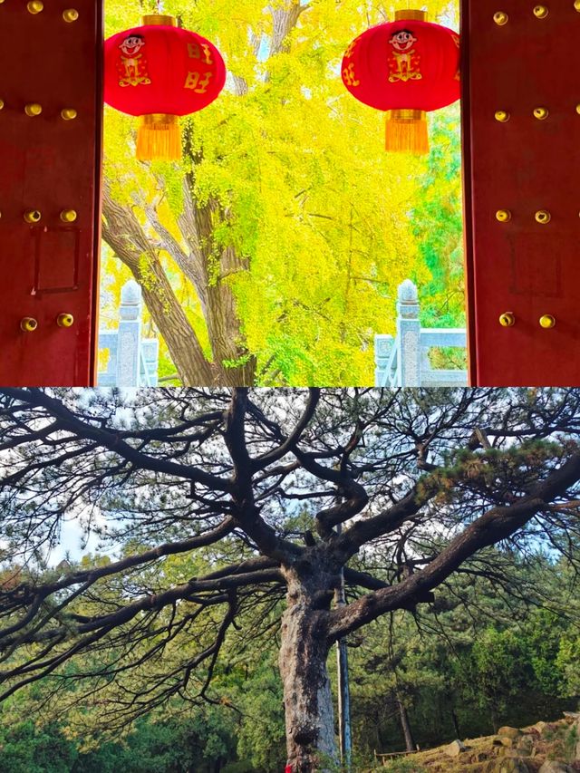 天然氧吧，泰山後山玉泉寺