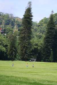 Discover the Enchanting Royal Botanical Gardens in Kandy, Sri Lanka