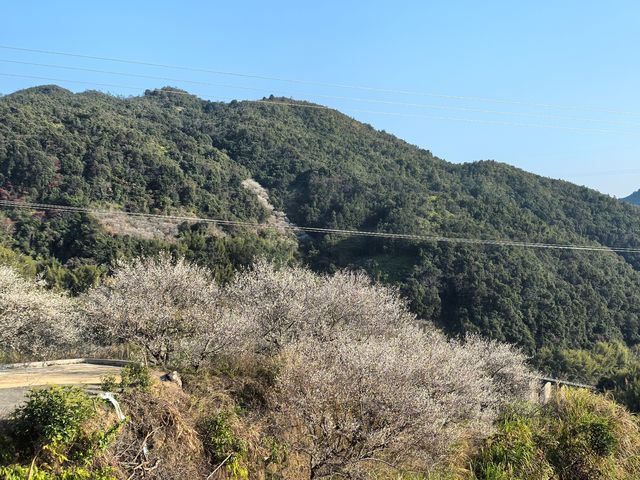 陸河南告水庫賞梅