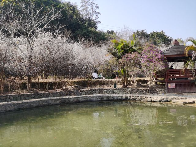 冬日汕尾必打卡點——螺洞世外梅園